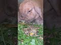 Rabbit🐰#rabbit #bunny #bunnies #rabbitlife #cute #rabbitlove #pet #bunnylife #love #pets #animals