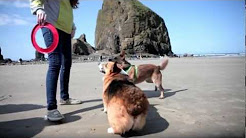 Cannon Beach Oregon Hotel Videos | Hallmark Hotels, Inns & Resorts