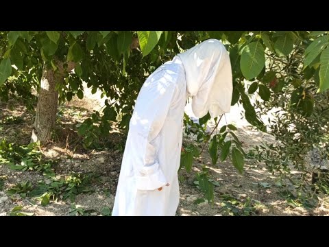 خبر وفاة محو سلسلة محو رجع ع ضيعة جزء الثاني حلقة الثالثة