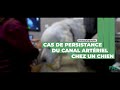 Cas clinique fas n6  cas de persistance du canal artrien chez un chien