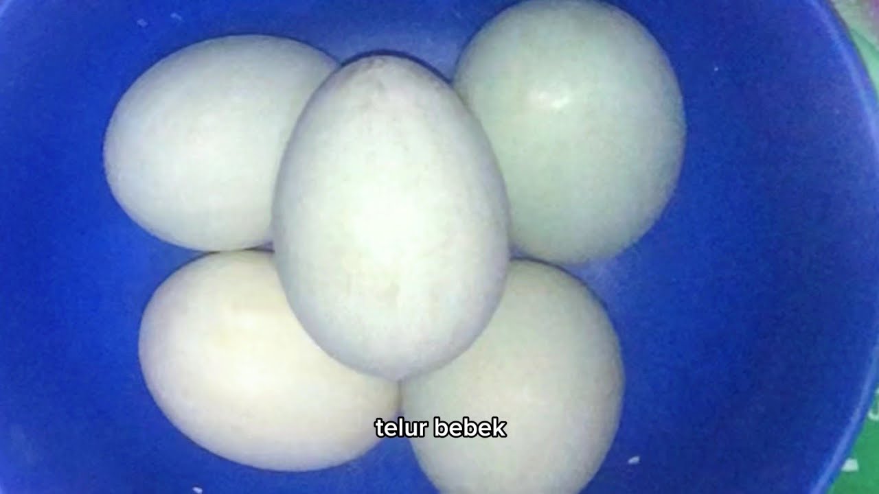 cara membuat telur asin pada media larutan air garam dan media abu ...