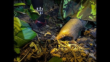Release 15 pangolins | Tái thả 15 cá thể tê tê
