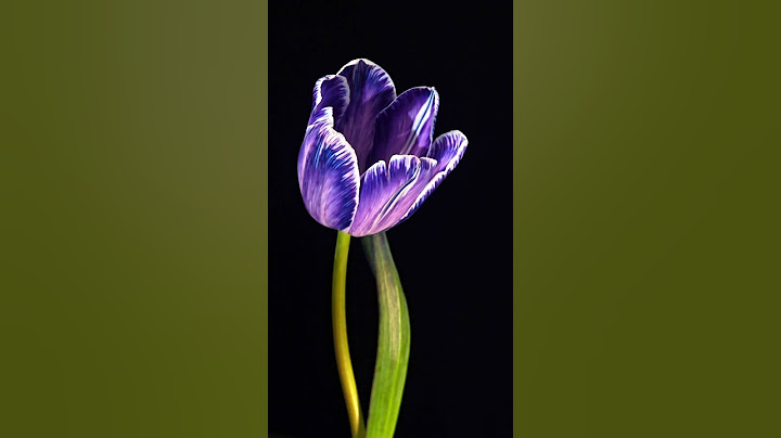 Purple phone magic 🌷