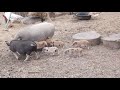 Piglets Squealing as They Chase Their Mother at Reston Farmer's Market 9 Oct 2021