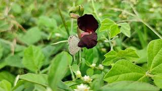Tiny Grass Blue(Zizina labradus) - Smallest Butterfly of India