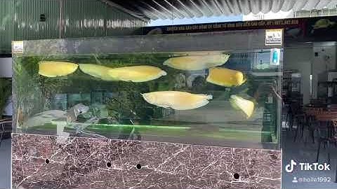 Cộng đồng ngân long abino siêu vàng siêu khủng