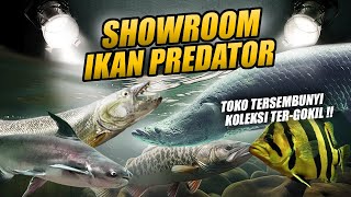 GILA !! SHOWROOM IKAN PREDATOR 50 JUTA  50 RIBU ADA SEMUA BRO ! TERPANA MACEM LIHAT AURORA !!