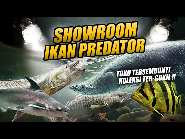 GILA !! SHOWROOM IKAN PREDATOR 50 JUTA - 50 RIBU ADA SEMUA BRO ! TERPANA MACEM LIHAT AURORA !! class=