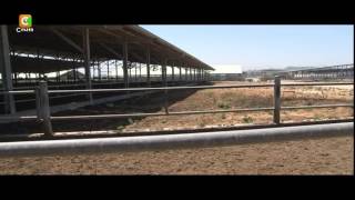 Smart Farm - Dairy Farming In Israel