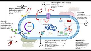 A Comprehensive Review Of Antibacterial Agents For Combating Multidrug-Resistant Bacteria