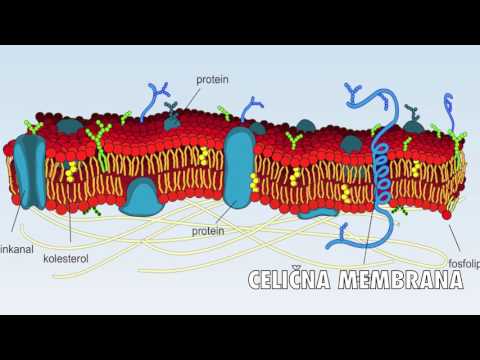 Video: Zglobni Hrustanec In Spremembe V Artritisu: Celična Biologija Osteoartritisa