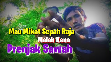 Ternyata Gampang Mikat Burung Prenjak Sawah Di Bulan Puasa Ini Dg Mengunakan Suara Kolibri Mp3