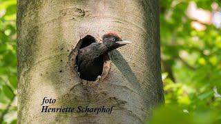 Zwarte specht - Dryocopus martius - Black Woodpecker