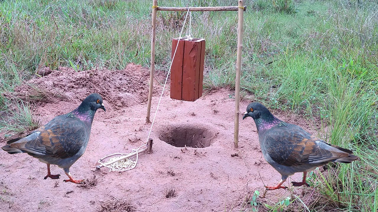 Easy Bird Trap - Build Underground Bird Trap Make From  Brick And Hole