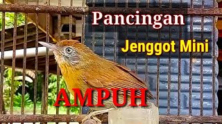 Pancingan Jenggot Mini Gacor