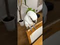 このオウムに起こった悲劇をご覧ください…#shorts