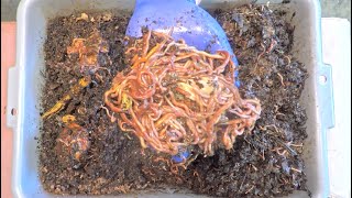 Near capacity bin with huge population of red wiggler worms gets feeding #21 - vermicompost