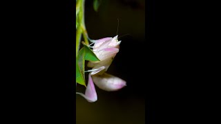Orchid Mantis🌸