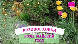 РОЗЫ  МАЙСКИЙ УХОД