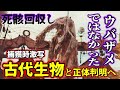 【ゆっくり解説】世界が震えた…ロシアが死骸回収&撮影し正体判明へ!日本人が発見したニューネッシー はウバザメではなく古代生物の生き残りなのか…【古代生物生存】