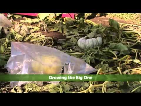 Hallmark Channel - Growing The Big One