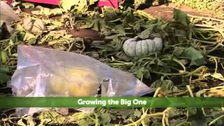 Hallmark Channel - Growing The Big One