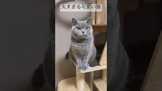 丸すぎる可愛い猫 #cutecat #かわいい #britishshorthair #cat #ブリティッシュショートヘア #猫 #ねこ #癒し #癒し動画 #癒し猫