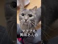 いたずらをする短足マンチカンが可愛いすぎた...#マンチカン #猫 #shorts