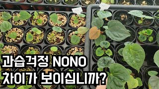 과습 걱정? NO NO! 차이를 보십시오 알려드립니다