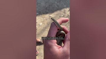 7 sự thật thú vị về loài rắn #shorts