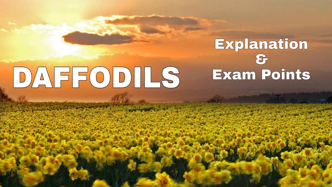 Daffodils by william wordsworth daffodils in hindi daffodils poem