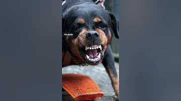 Dog Sound || Barking #viral #rottweiler