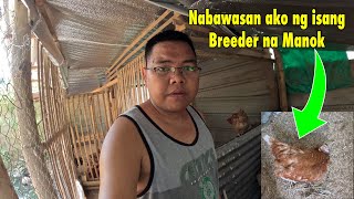 Nabawasan ako ng isang manok at Nakabenta ulit ako ng DIY Incubator