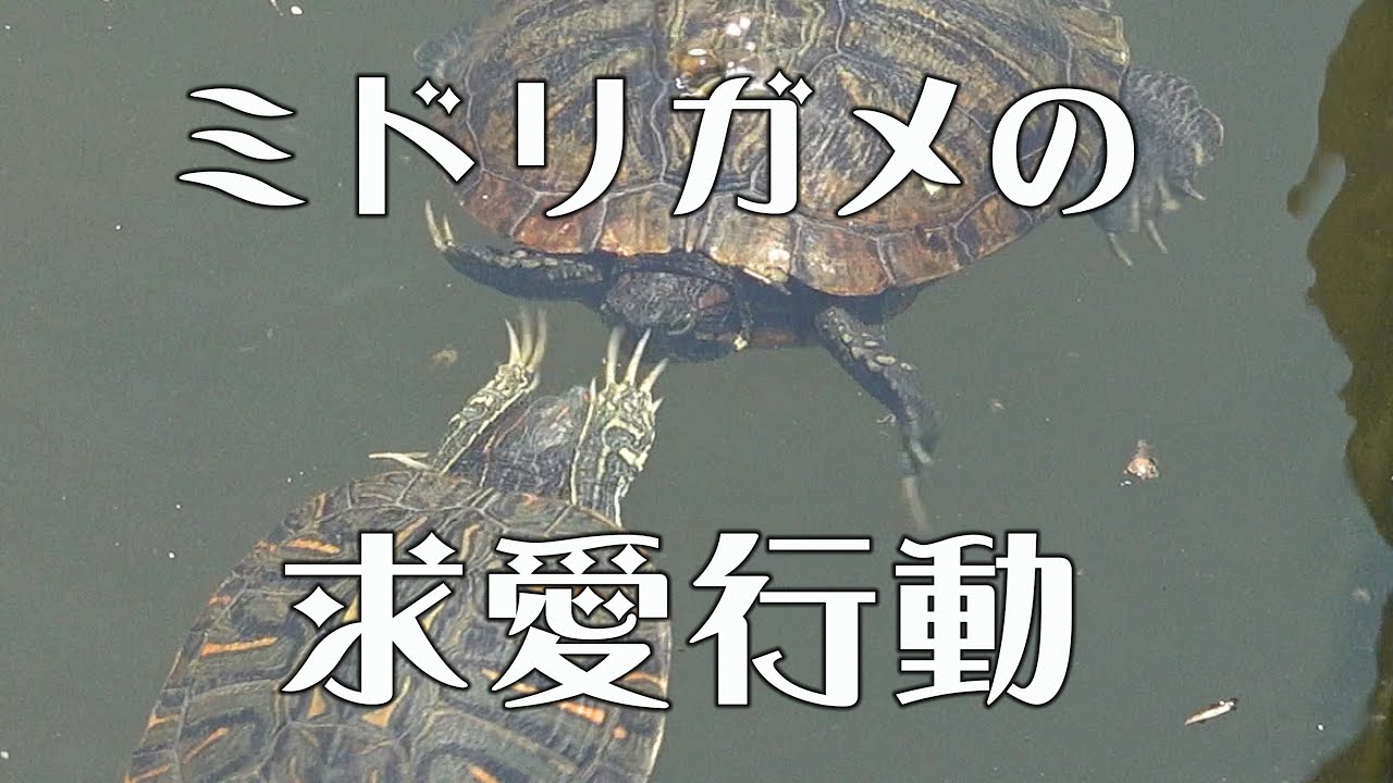 前肢をピラピラ ミシシッピアカミミガメの求愛行動 和名ヶ谷クリーンセンターの池 5 2 Youtube