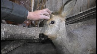 Дикая косуля ,уже не такая дикая.