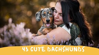 43 Cute and Funny Dachshund Videos Instagram | Adorable Sausage Dogs