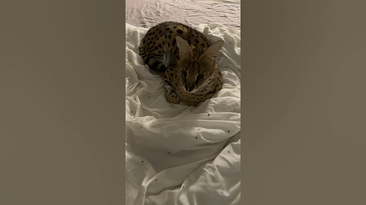 Video 3558811: wild african serval pet, serval cat