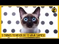 5 things you must never do to your siamese cat