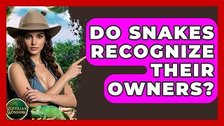 Do Snakes Recognize Their Owners? - Reptilian Wonders