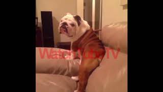 Animal Vines Funny Watch Vines Rip Vine Part 1