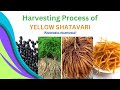        detailed process of shatavari harvesting