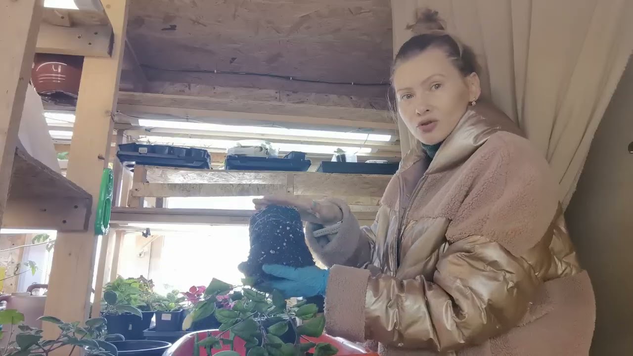 Пересадка фуксии в больший объем