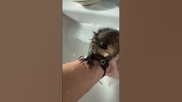 Kyle Thomas 💙 bathing my pet MONKEY! 🛀 🧼 she smells AMAZING now! 😍🐵 #kylethomas #shorts