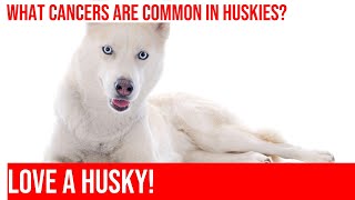 Are Siberian Huskies Prone to Cancer? | Pet Care Tips