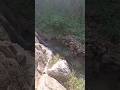 🌿✨Nature’s magic Hilly vibes, flowing jharna &amp; peace all around 🌊💚🌄 #funny #Jharna #Hills #Adventure