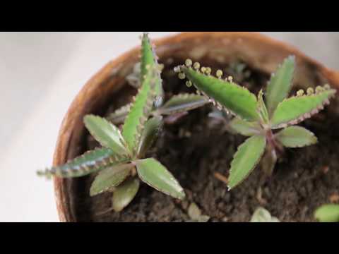 Video: Evdəki Yaşıl Aptek: Kalanchoe Degremona