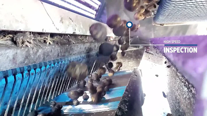 TOMRA 3A | US Whites potato sorting machine