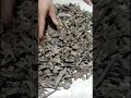 #agarwood #nature #original #beautiful #super #mal #india #dubai #bangladesh #qatar #kuwait #shorts