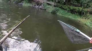 Back bouncing fall chinook with Tanner.