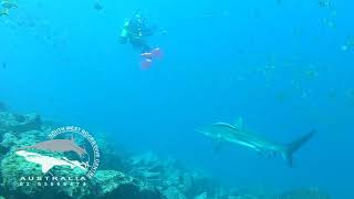 Adventures at Fish Rock 155 - Grey Nurse Sharks and Southern Eagle Ray